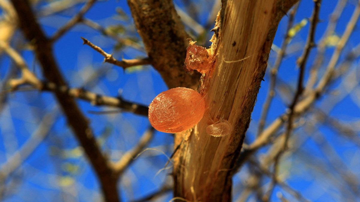 Akasya Gamı: Bedeni Zorlamadan Toparlayan Sessiz Akıl