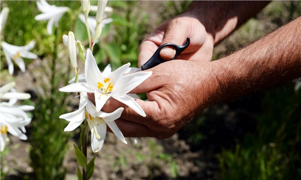 Akzambağı: Beyazın İçindeki Sessiz Kudret