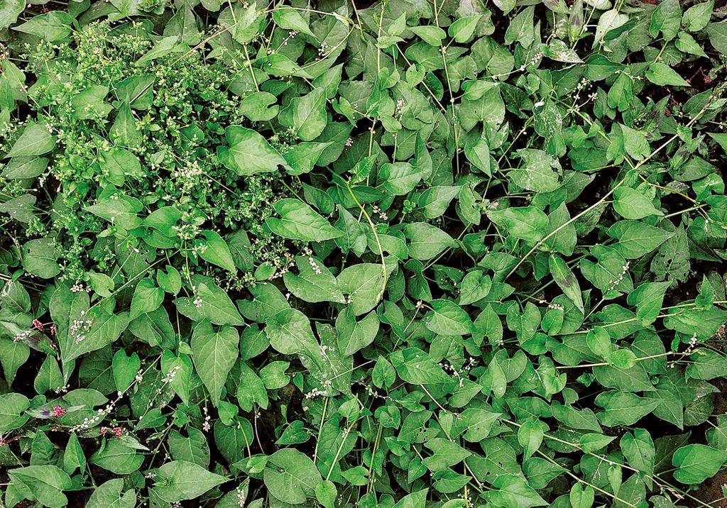 Anadolu’nun Dağlarından Gelen Şifa: Çoban Değneği (Ferula Elaeochytris)