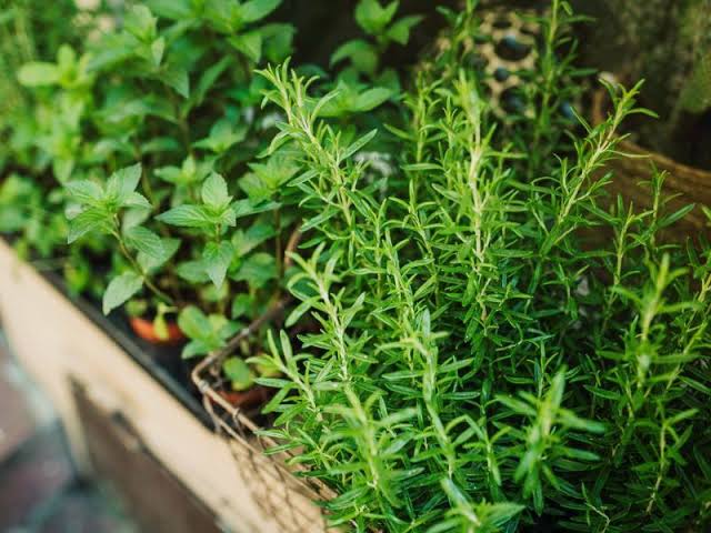 Anadolu’nun Kokulu Hazinesi: Kekik