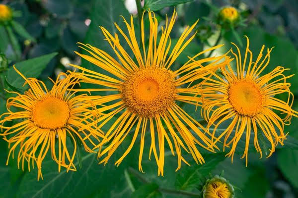 Anadolu’nun Soluk Açan Bitkisi