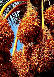 Annelere İthafen: Hurmanın Boğaz Düğümleyen Serüveni