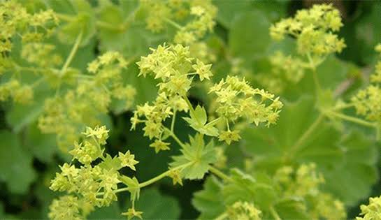 Aslanpençesi: Sessiz Güç, Derin Şifa