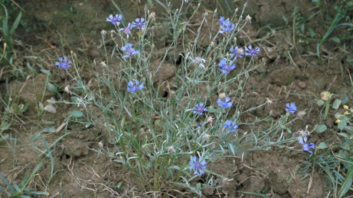 Bağışıklığın Zarif Dengesi: Gökbaş