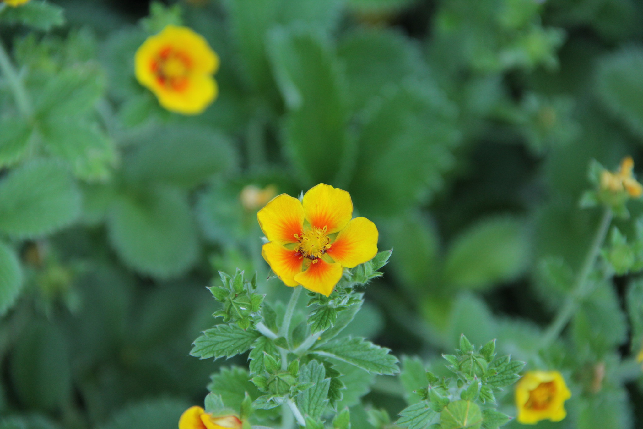 Beşparmak Otu: Toprağın Avucundaki Şifa