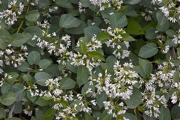 Bodur Otu: Karaciğerin Yükünü Alan Sessiz Temizleyici