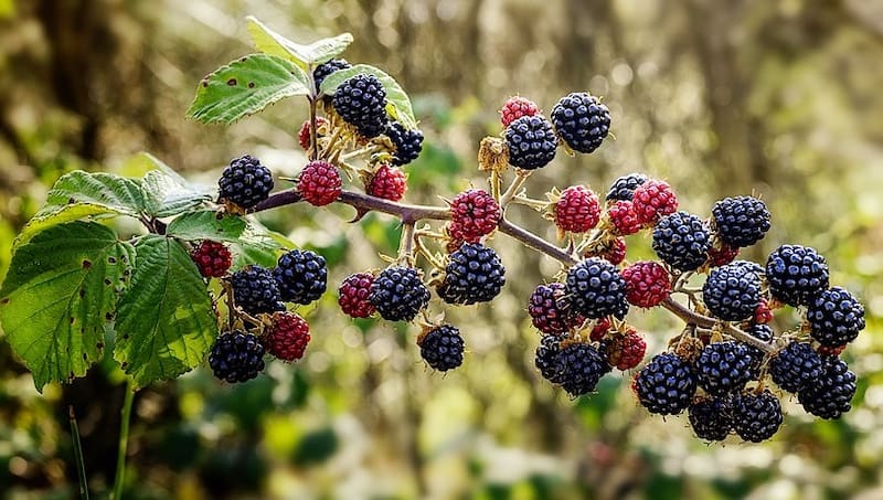 Böğürtlen: Kökü Toprakta, Gücü Kanda Dolaşan Kara İmza