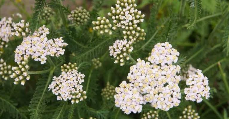 Civanperçemi: Adı Gibi Dermanı da Güçlü Bir Bitki