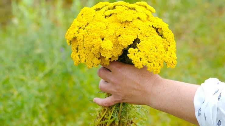 Civanperçemi: İnce Yaprakların İçindeki Güç, Kadının Sessiz Destekçisi