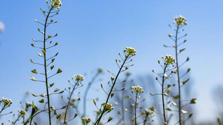 Çobançantası: Küçük Otun Büyük Görevi