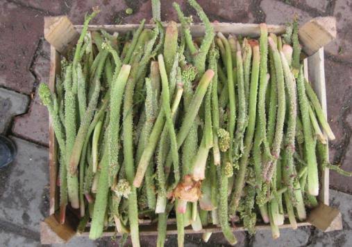 Dağların Eteklerinden Uzanan Şifa