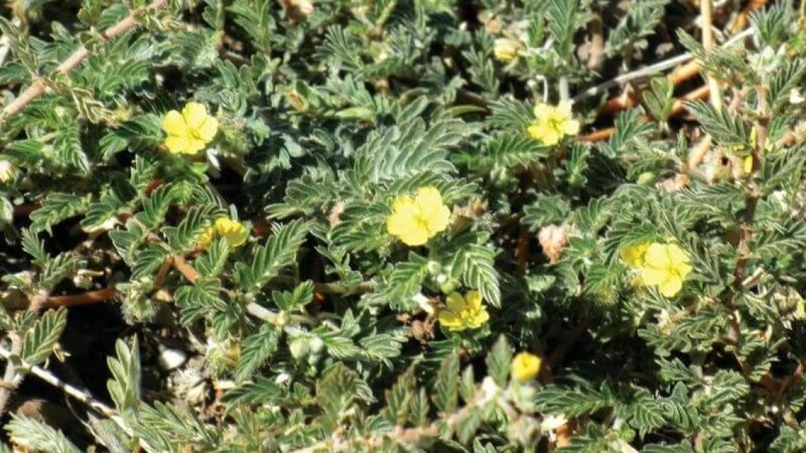 Demirdikeni: Doğanın Hormonal Dengeleyicisi