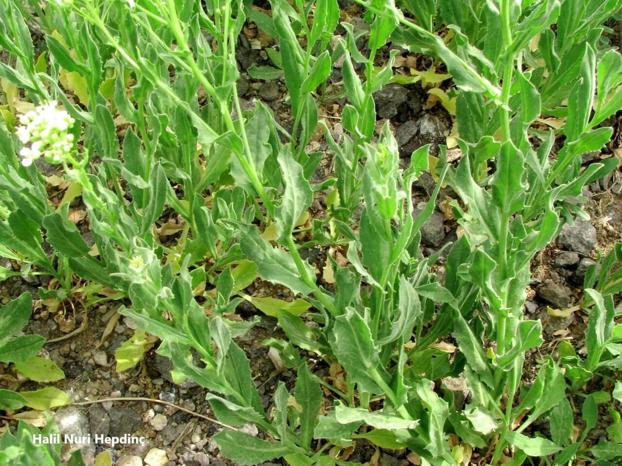 Diğnik Otu: Dağın Sakin Yüzünden Gelen Derin Temizlik