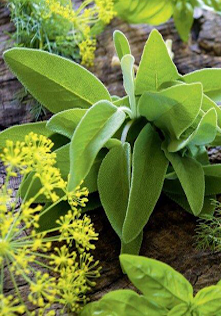 Doğadan Gelen Mucize: Tıbbi ve Aromatik Bitkiler- 2