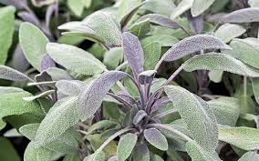 Doğanın Kıymetli Şifacısı: Adaçayı