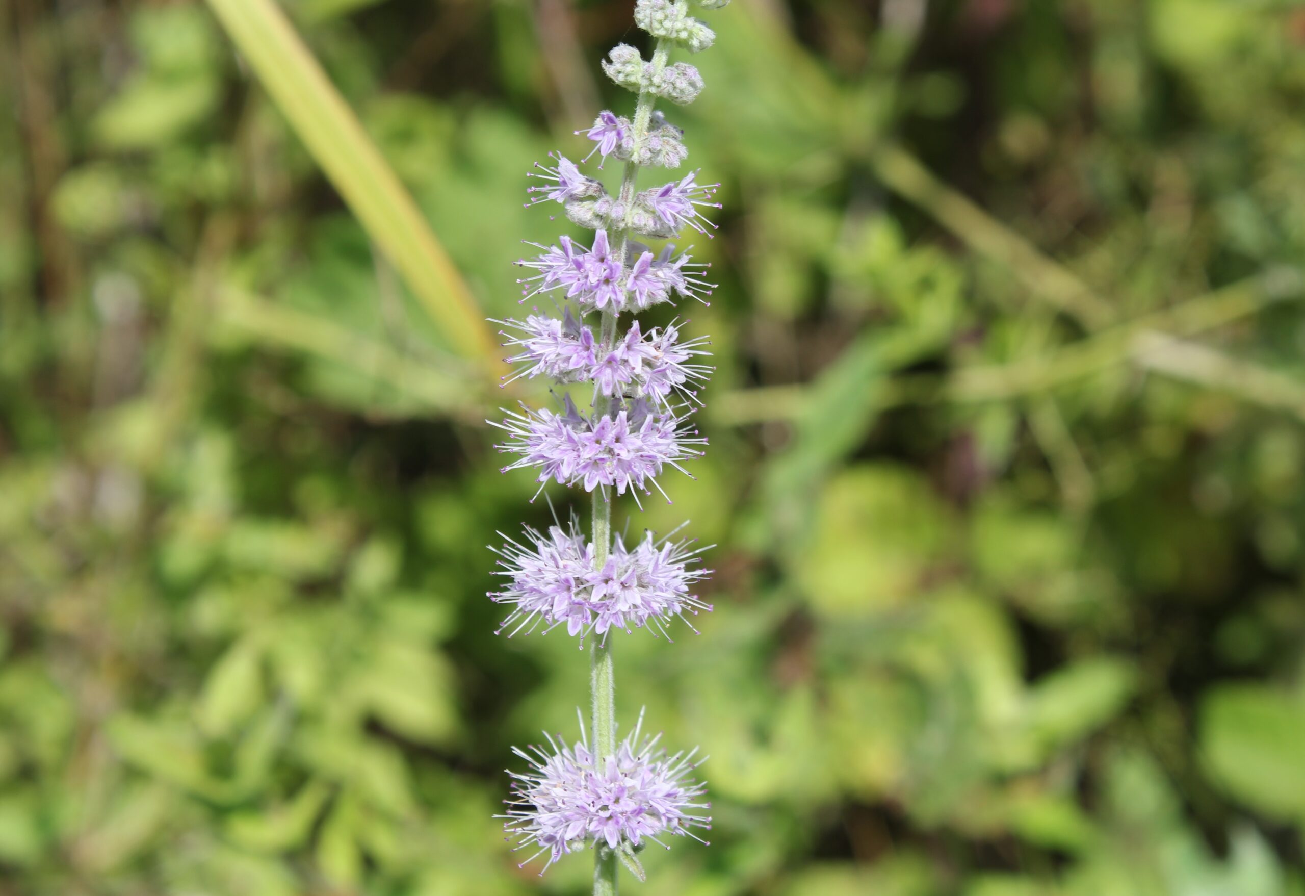 Doğanın Serin Nefesi: Nane ve Yarpızın Gizli Gücü