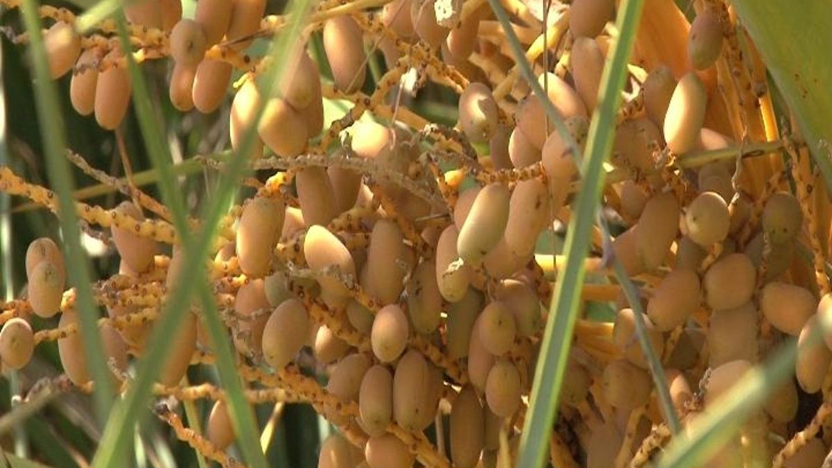 Ege’nin Sessiz Şifa Ağacı