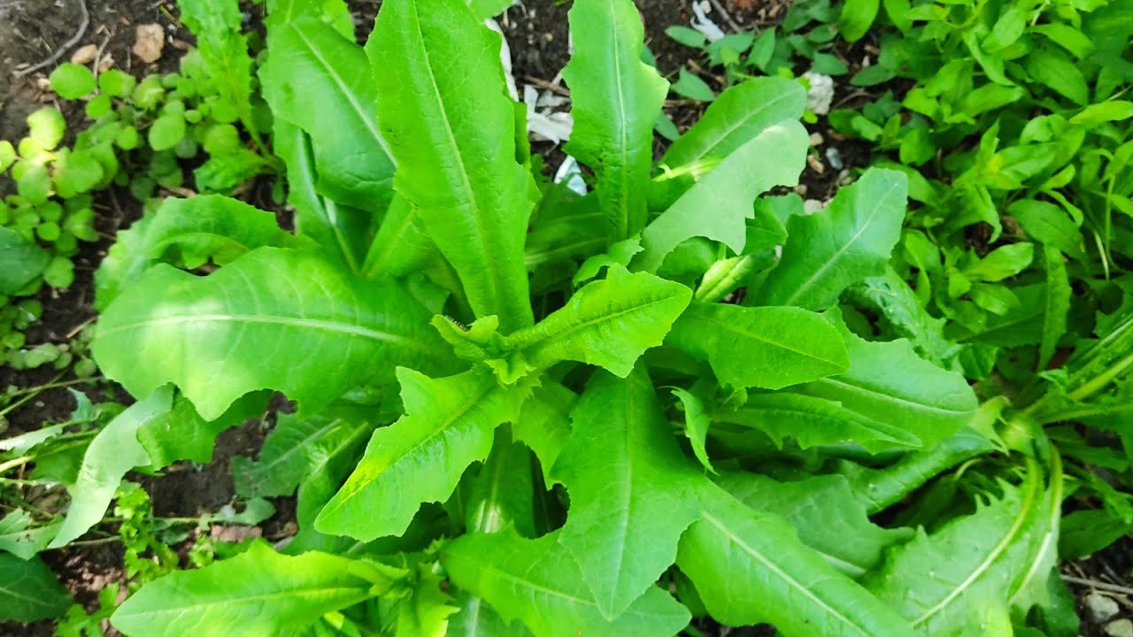 Evelik Otu: Kış Sofralarının Yeşil Gücü