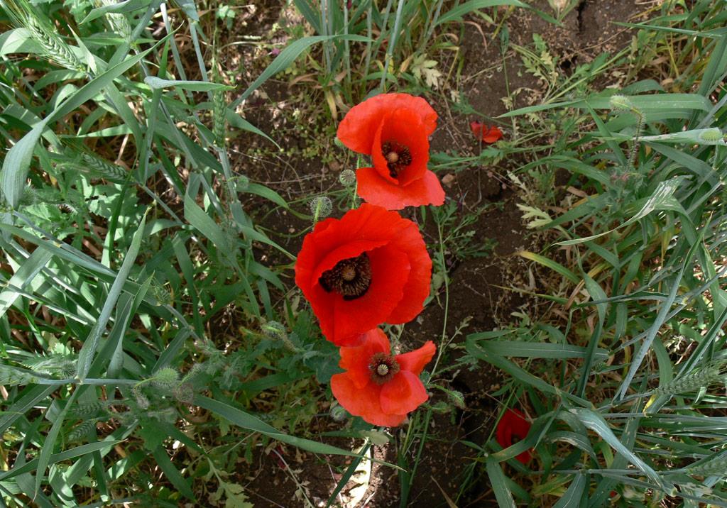 Gelincik: Kışın Sessiz Kalkanı
