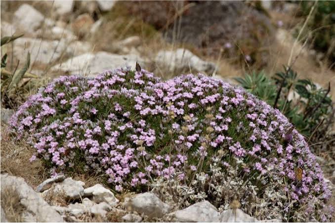Geven Otu: Bozkırların Kutsal Sırrı