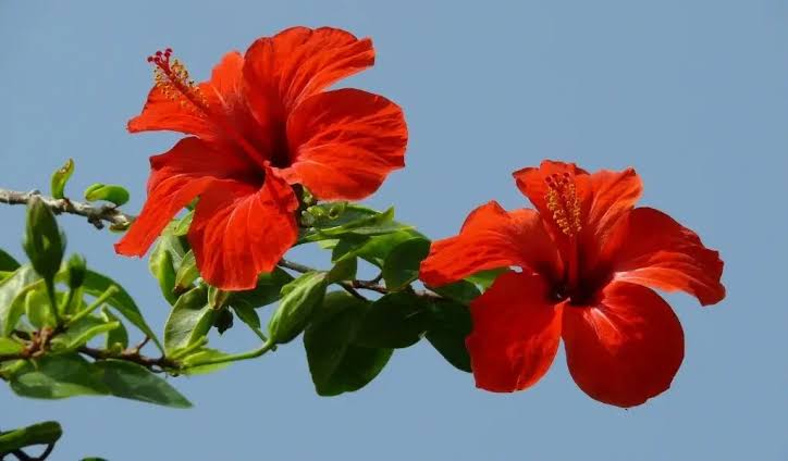 Göz Alıcı Renkleriyle Güneşi Kıskandıran Çiçek: Hibiskus