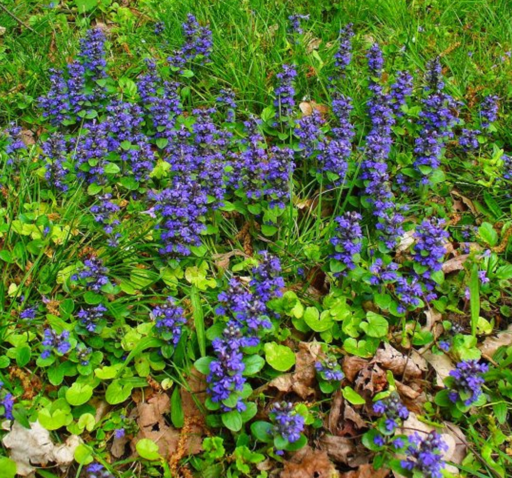 Günzel Otu (Ajuga spp.)