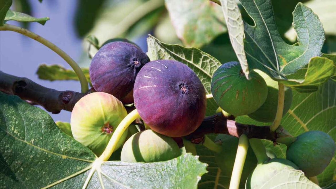 Çekirdeğindeki Saklı Şifa: Doğanın Mucizesi İncir