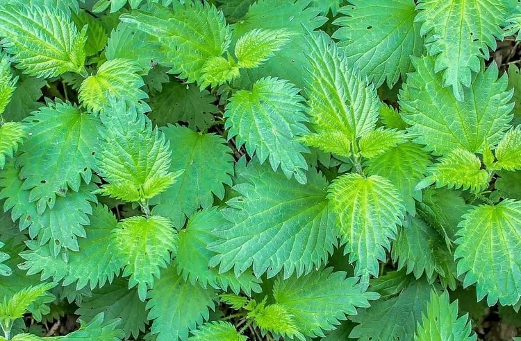 Isırgan Otu: Dokununca Yakıcı, İçten Şifalı