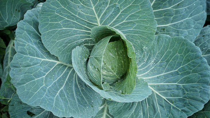 Kara Lahana: Koyu Yapraklarında Saklı Güç