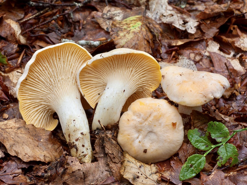 Kaz Ayağı Mantarı (Cantharellus Cibarius) – Doğanın Altın Sarısı Şifası