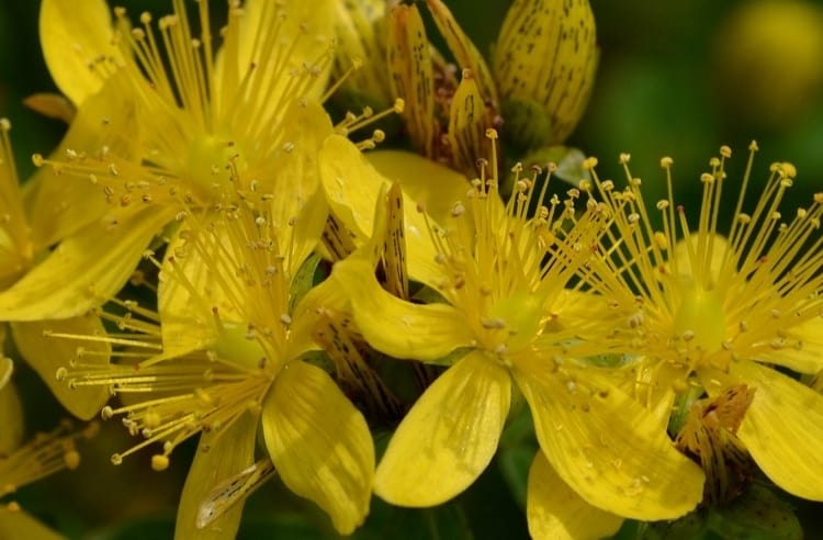 Kıymeti Güneşten Gelen Bitki