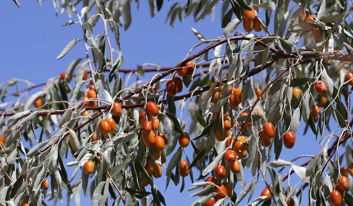 Kokusunda Bahar Esintisi Olan 'Sağlık'