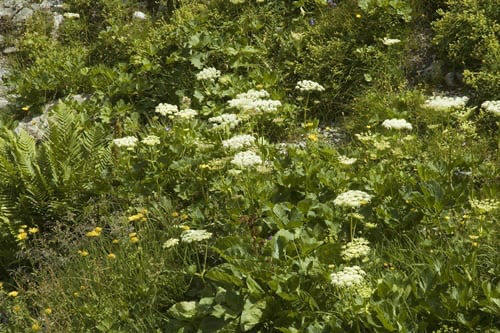 Kral Otu (Sideritis perfoliata): Dağların Şifalı Tacı