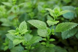 Limon Otu (Melissa officinalis): Kokusu Hafif, Tesiri Derin Bitki