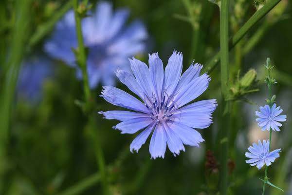 Mavi Hindiba: Doğanın Mavi Damarı, Karaciğerin Sessiz Şifası
