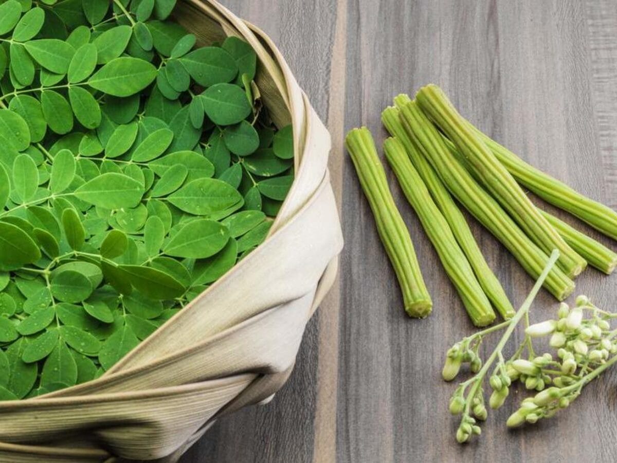 Moringa: Yeşil Gücün Sessiz Hikâyesi