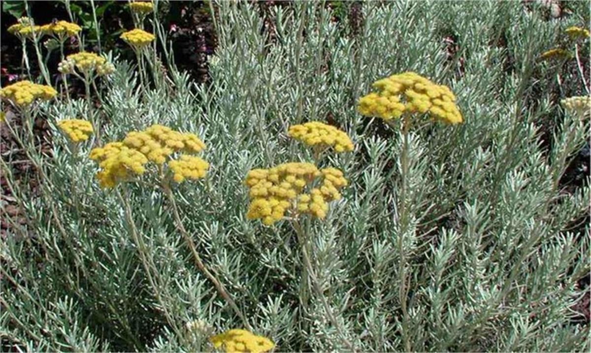 Ölmez Çiçeği (Helichrysum Arenarium): Safranın Sessiz Dostu
