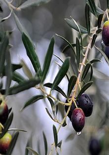 Ölümsüz Ağacın İnsanlığa Hediyesi