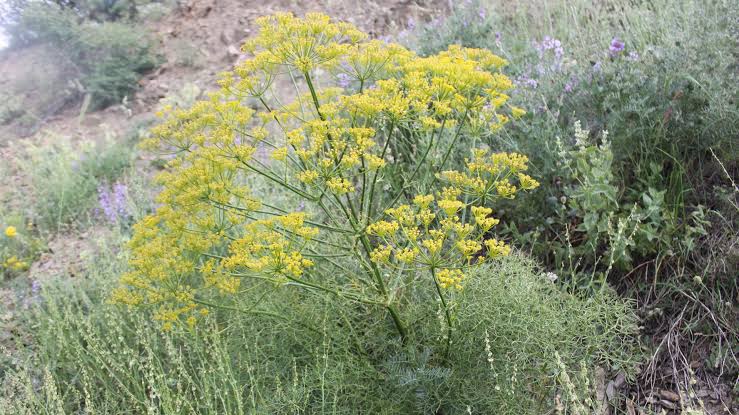 Sessiz Dağların Gizli Şifası