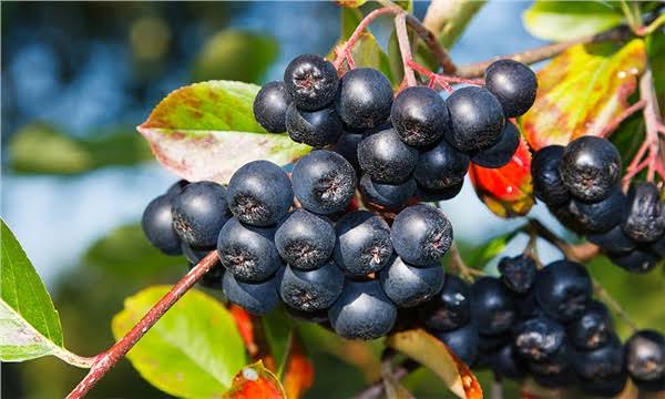 Sessiz Güç: Aronya Meyvesi