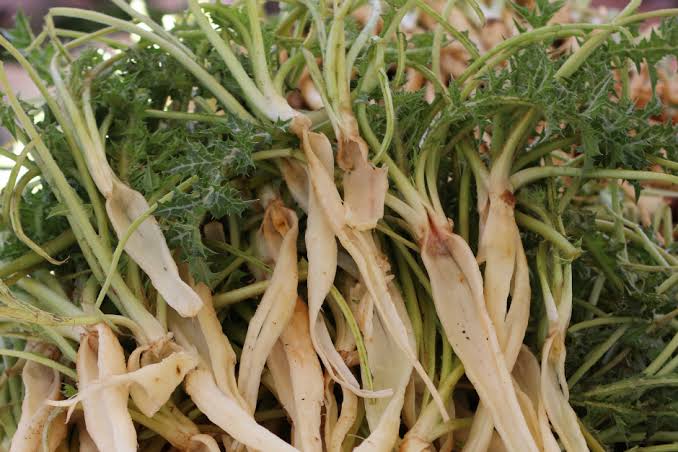 Şevketi Bostan: Dikenli Yapraklardan Gelen Şifa