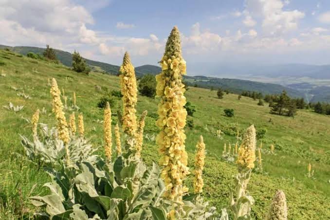 Sığırkuyruğu: Anadolu’nun Altın Sarısı Şifası