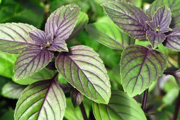 Sofrada tat bedende şifa