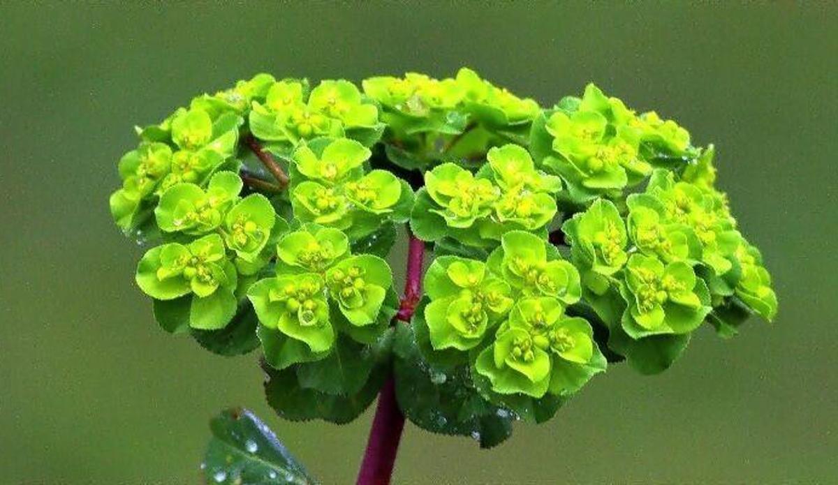Sütleğen Otu (Euphorbia Kotschyana): Torosların Gizli Şifası