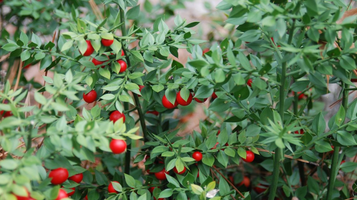 Tavşan Memesi: Sert Görünüşlü Bir Şifacı