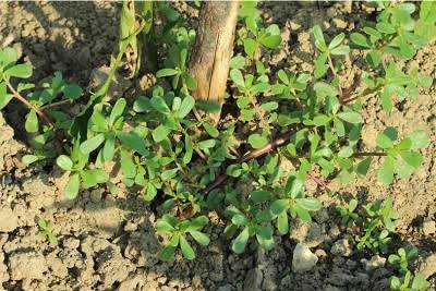 Topraktan Sessizce Çıkan Mucize