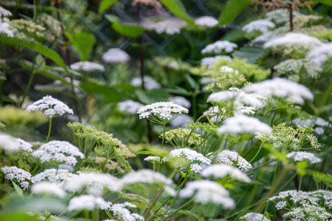 Uykusuzluğa Doğadan Gelen Sessiz Çözüm