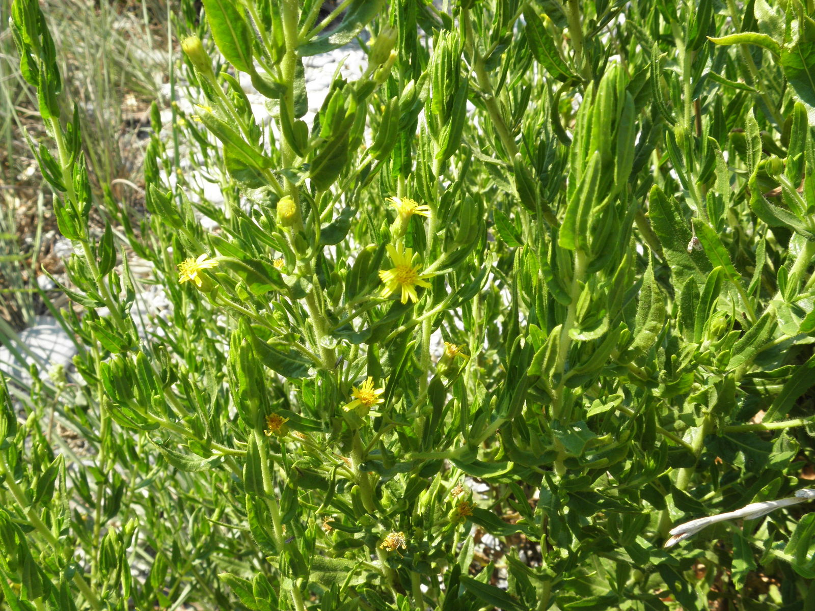 Yapışkan Andız Otu: Dağın Reçinesi, Bedenin Gizli Tamircisi