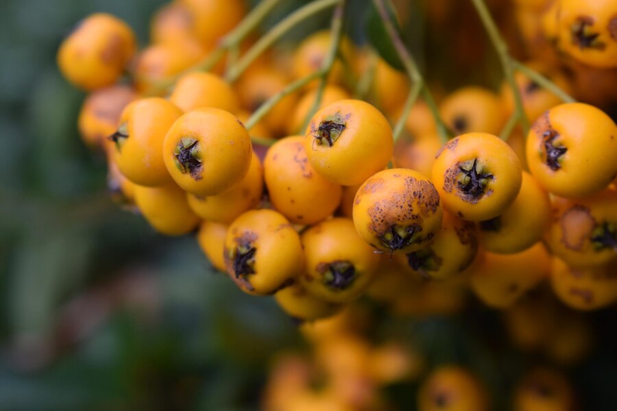 Zamanla Anlaşılan 'Sağlığın Kıymetine' Alıç Hediyesi